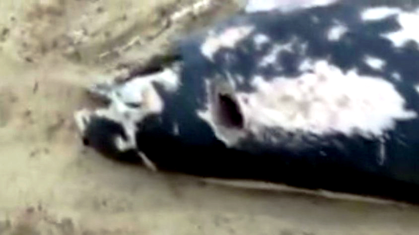 Sarıyer'de Öldürülmüş Yunus Balığı </br>Kıyıya Vurdu